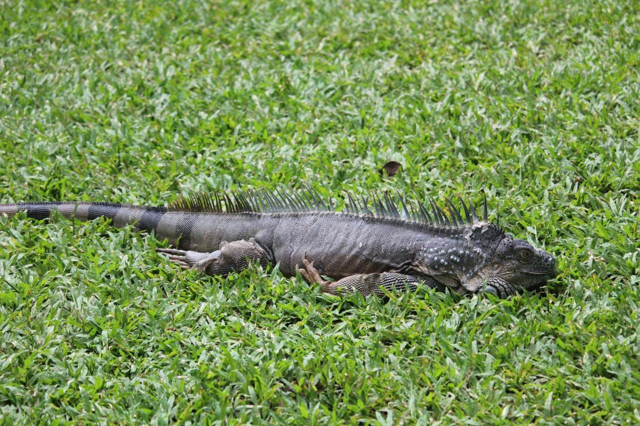 Iguana Libre Hotel Dominical Buitenkant foto