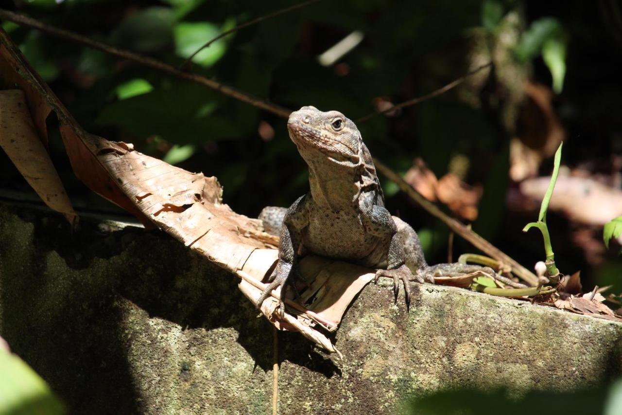 Iguana Libre Hotel Dominical Buitenkant foto