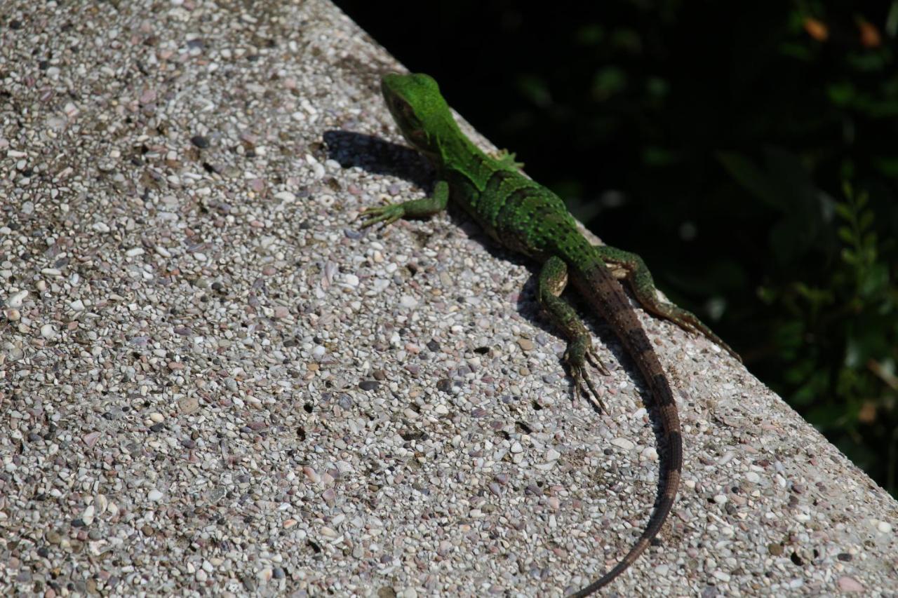 Iguana Libre Hotel Dominical Buitenkant foto