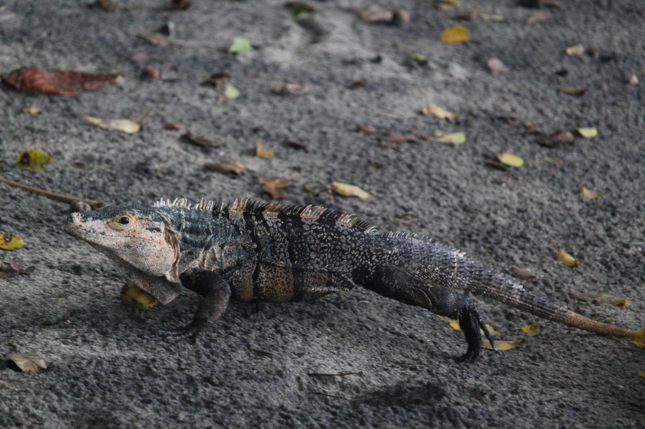 Iguana Libre Hotel Dominical Buitenkant foto