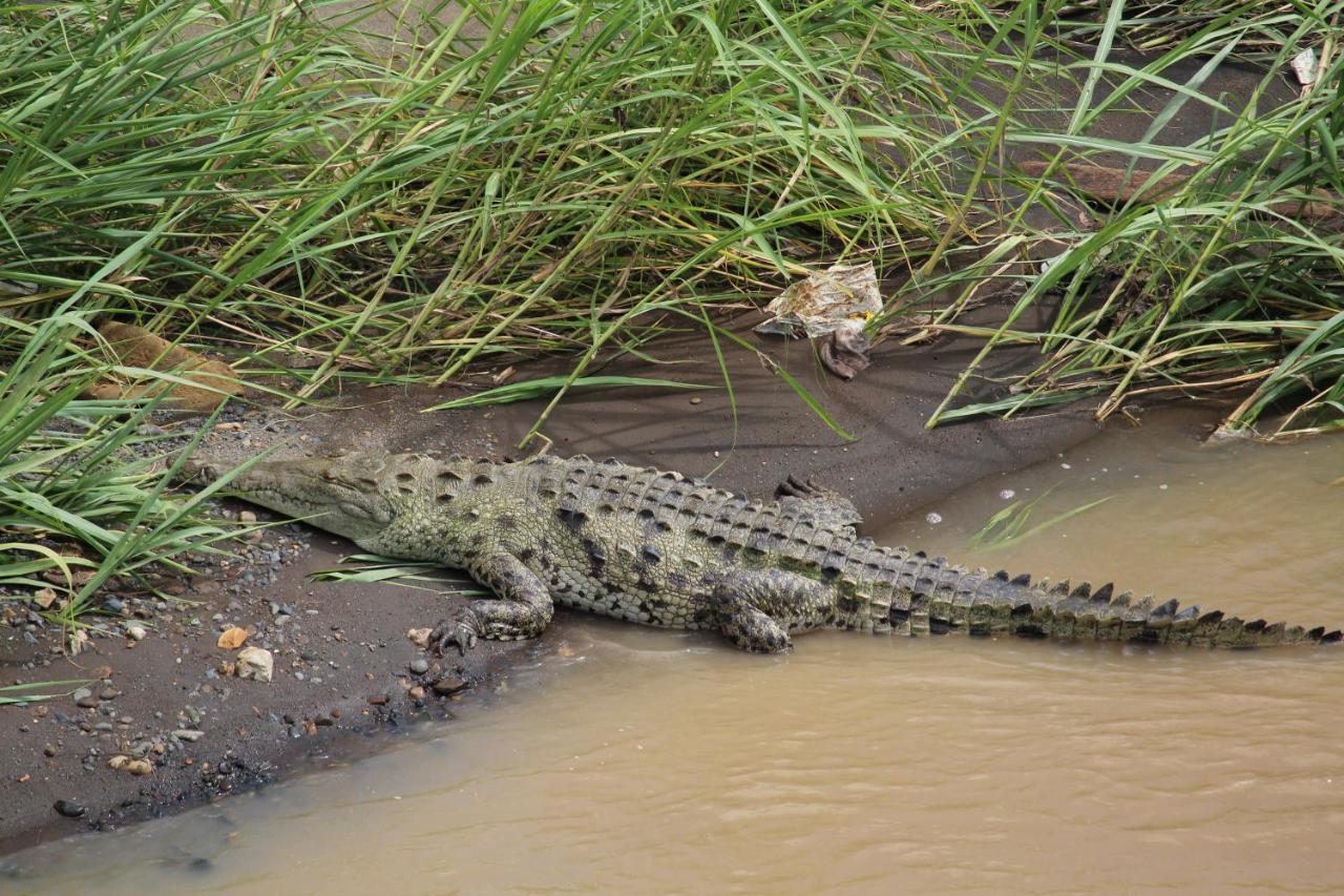 Iguana Libre Hotel Dominical Buitenkant foto